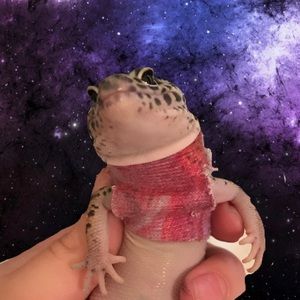 Meet your Posher, Anna